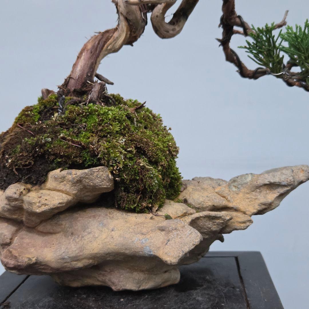 真柏　[石付半懸崖]　貴風盆栽