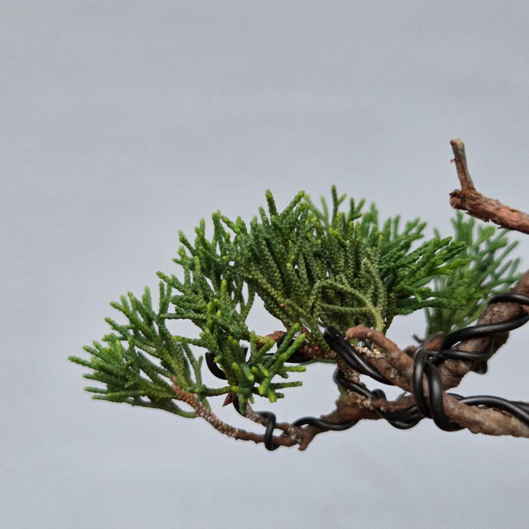 真柏　[石付半懸崖]　貴風盆栽