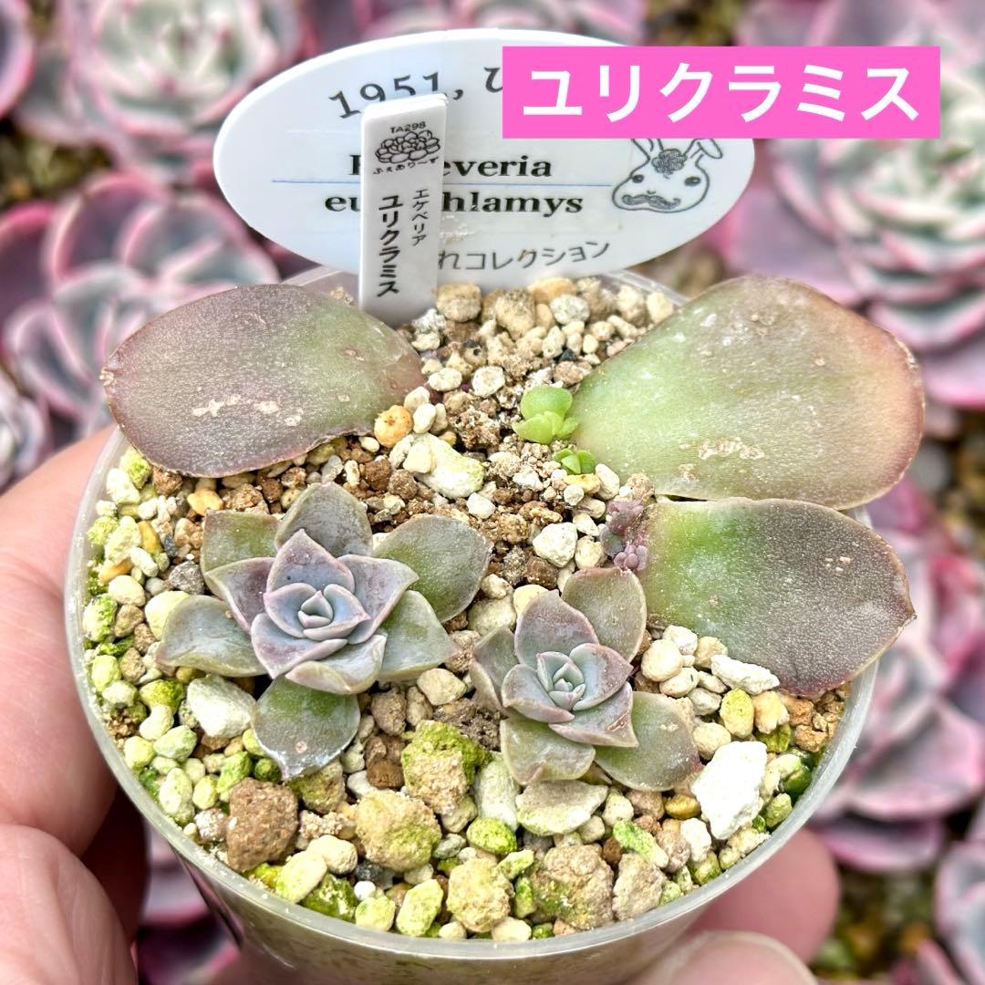 【サービス品@1480〜】ユリクラミス