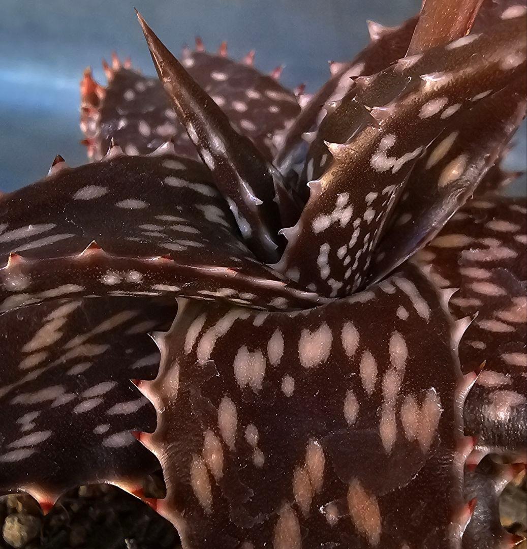 メルカリ便発送&ロウルサンコさんラベル付き☆Black pepper