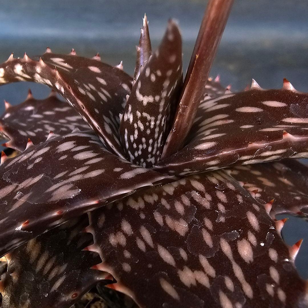 メルカリ便発送&ロウルサンコさんラベル付き☆Black pepper