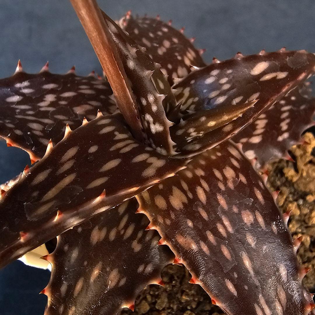 メルカリ便発送&ロウルサンコさんラベル付き☆Black pepper