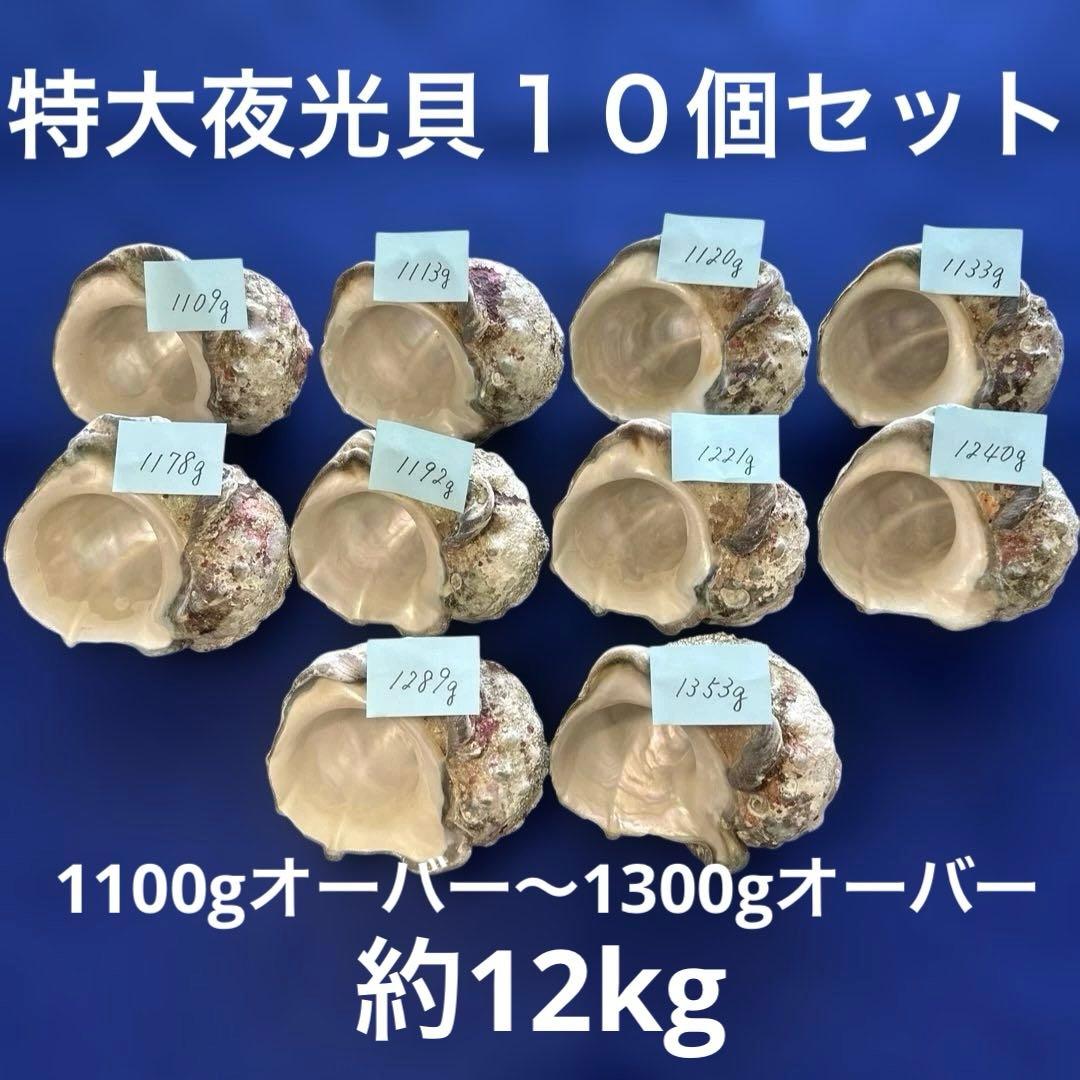 特大夜光貝　ヤコウ貝　まとめ売り　10 個 約12kg アクセサリー　ルアー