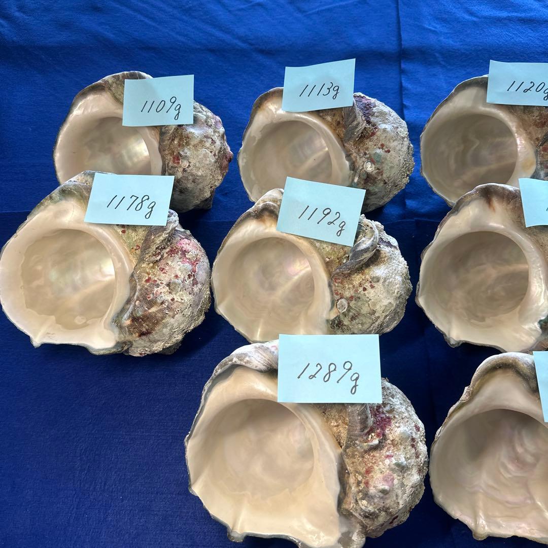 特大夜光貝　ヤコウ貝　まとめ売り　10 個 約12kg アクセサリー　ルアー