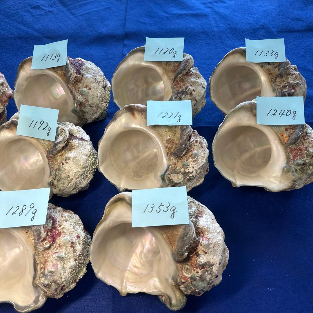 特大夜光貝　ヤコウ貝　まとめ売り　10 個 約12kg アクセサリー　ルアー
