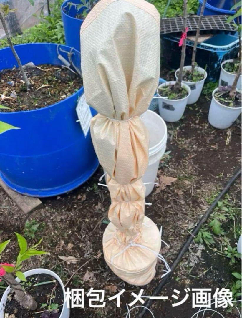 白樺 苗木　6本　1.4メートル+小苗6本