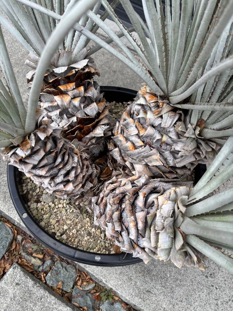 プヤ　セルーレア　4ヘッド、更に上で分岐　極太　　大株