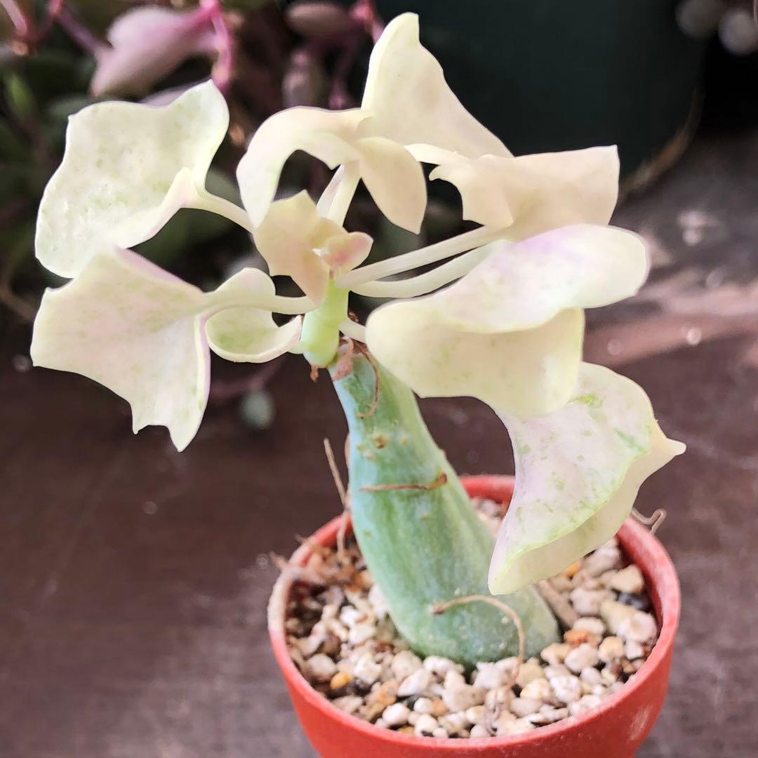 専用！多肉植物^o^  七法樹錦