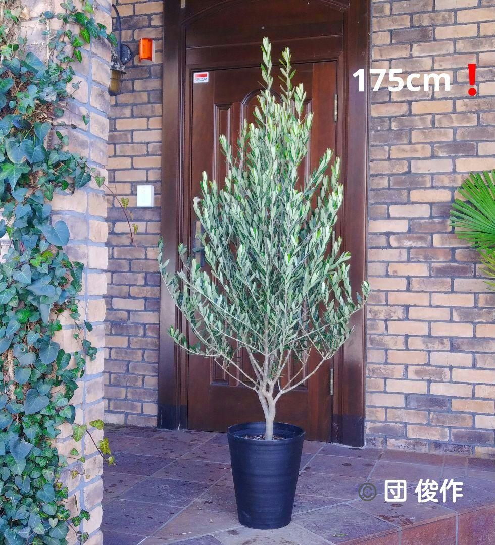 オリーブの木 シプレッシーノ 175cm❗ 大型10号 超美形 綺麗な葉色 鉢植