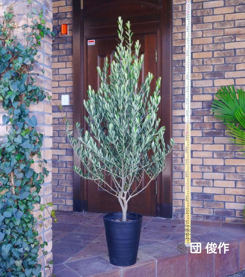 オリーブの木 シプレッシーノ 175cm❗ 大型10号 超美形 綺麗な葉色 鉢植