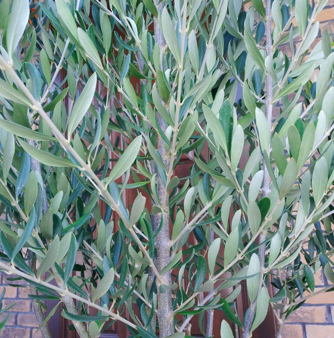 オリーブの木 シプレッシーノ 175cm❗ 大型10号 超美形 綺麗な葉色 鉢植