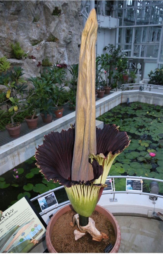 (世界最大の花)ショクダイオオコンニャクの苗