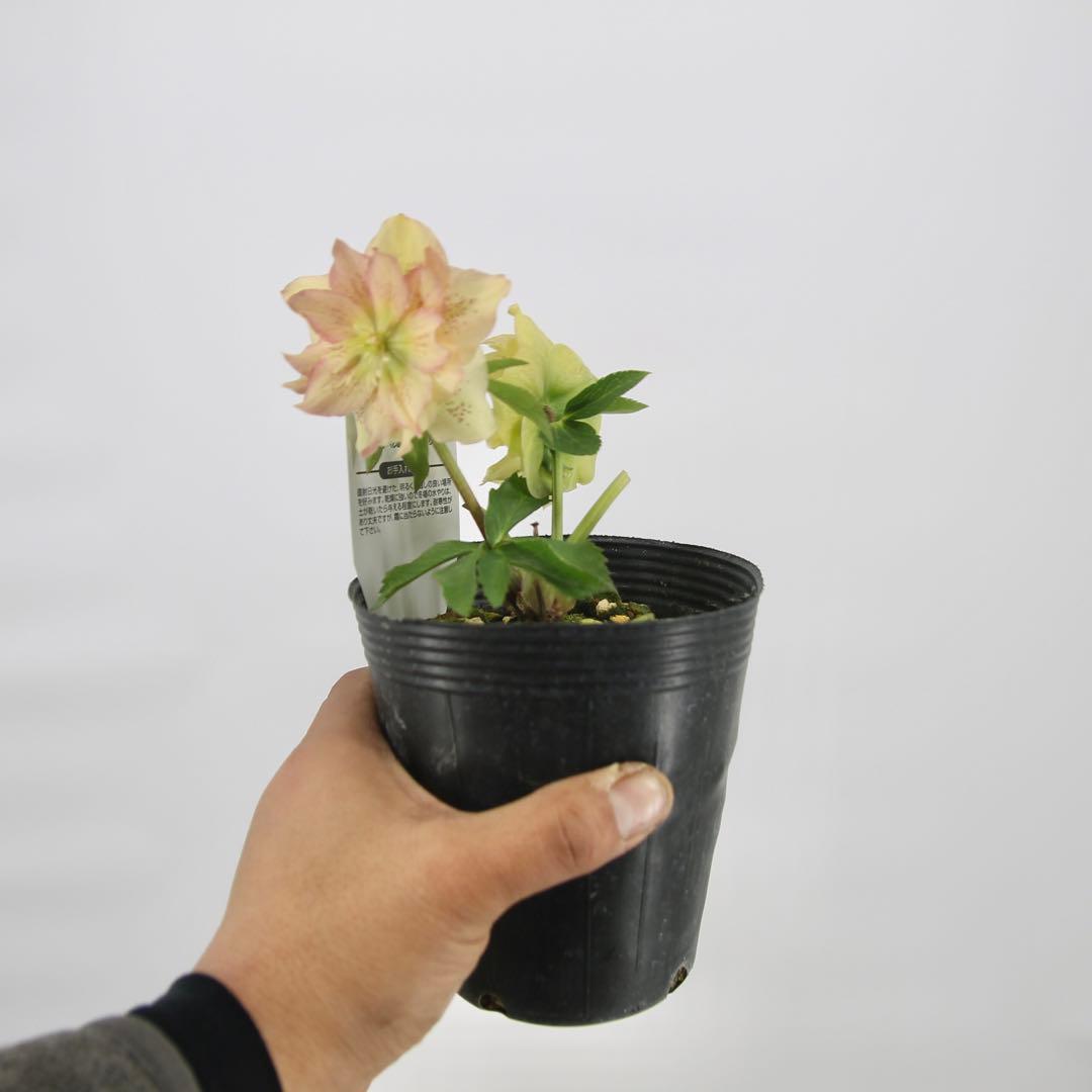 八重咲きクリスマスローズ　11ポットセット