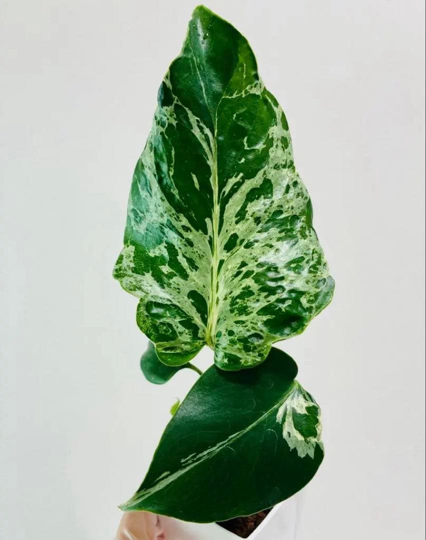 【美株】モンステラ バルバソウBulbasaur 散り斑　中小株