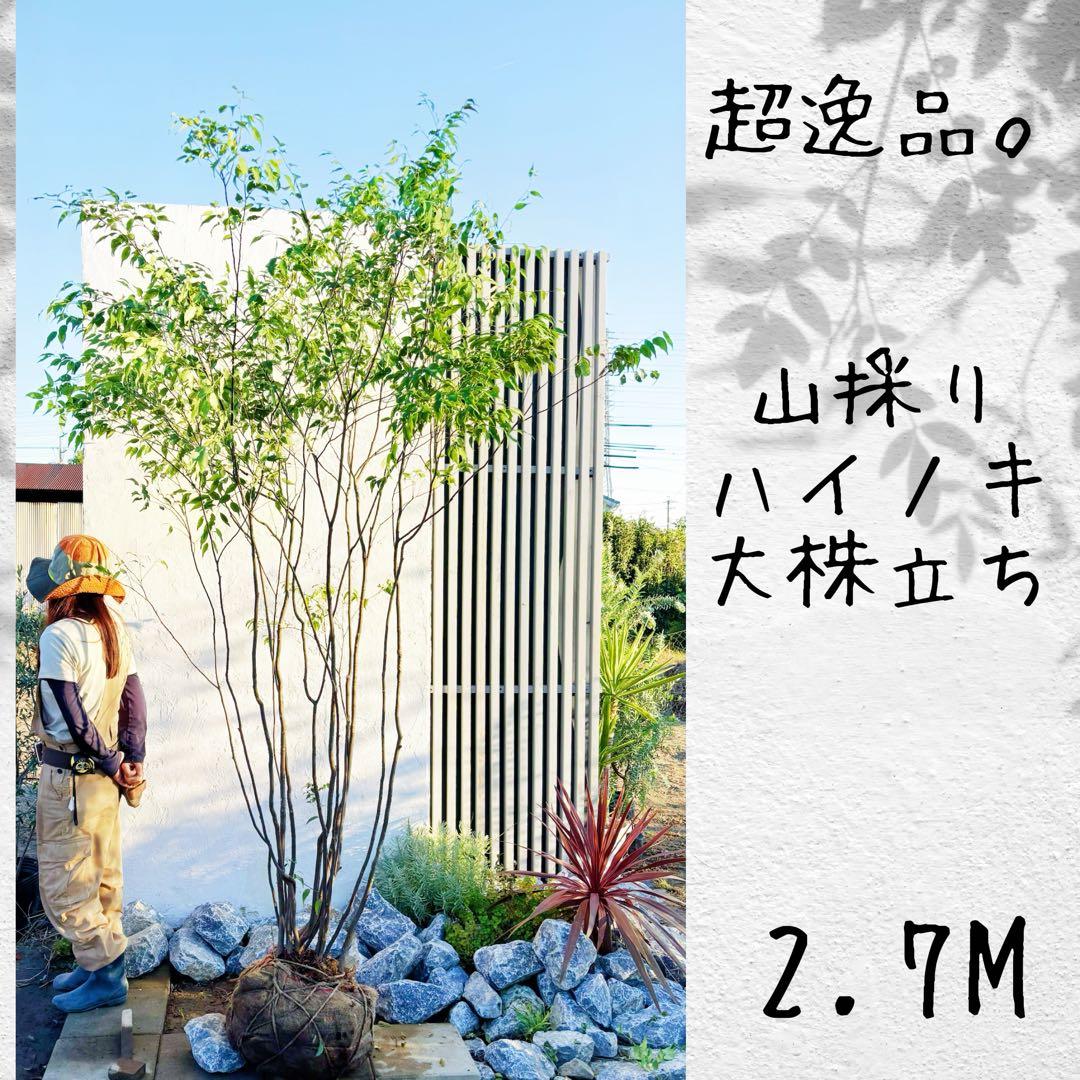超絶品。山採りハイノキ大株立ち2.7M(鉢底から)