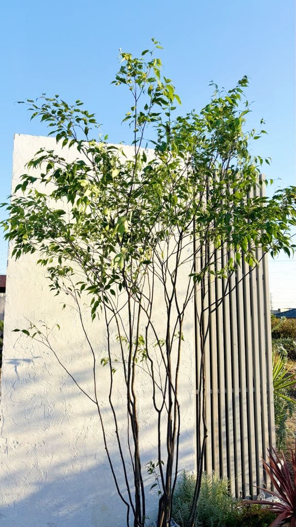 超絶品。山採りハイノキ大株立ち2.7M(鉢底から)