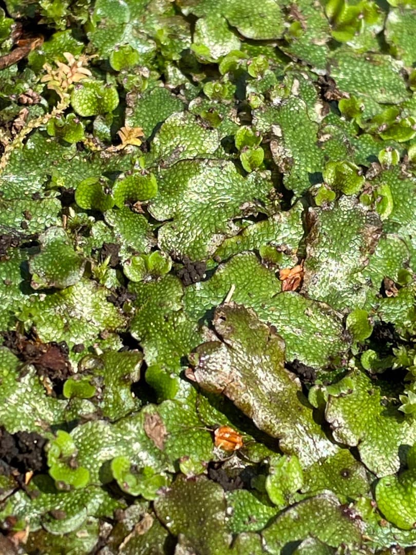 ジャゴケ(蛇苔)  　リクエスト用ページ　イモリウム　アクアリウム　観賞用天然苔