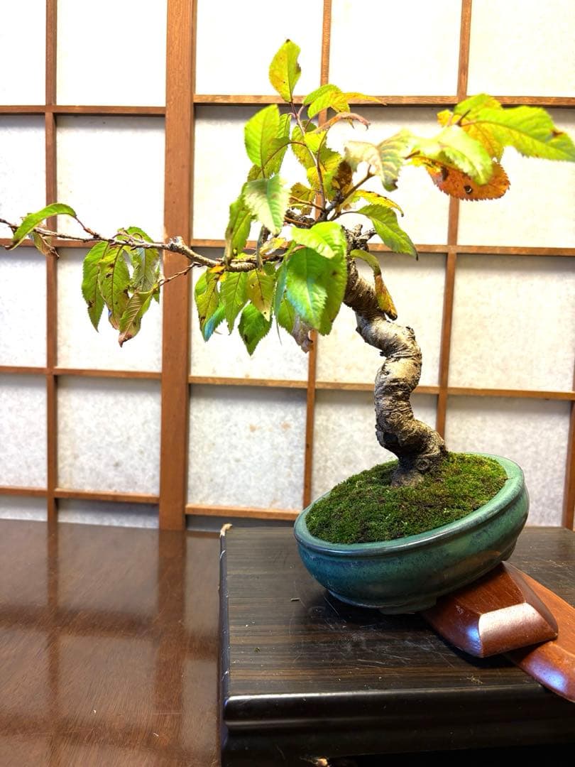 十月桜盆栽❗️極太❗️年末セール❗️小品盆栽❗️将来性高いです！桜盆栽❗️雑木盆栽❗️激安！