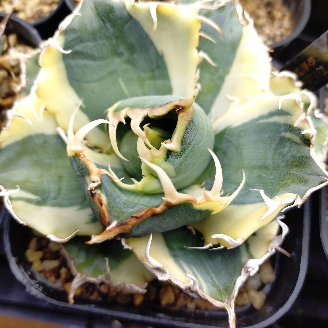 アガベ チタノタ 白鯨錦 永久斑