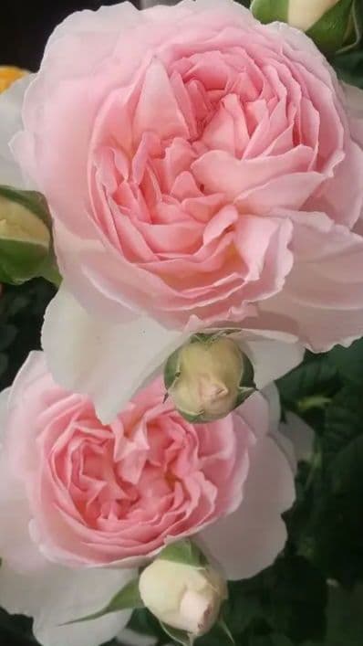 ★正規ラベル付き★　シャリファアスマ　国産接木大苗