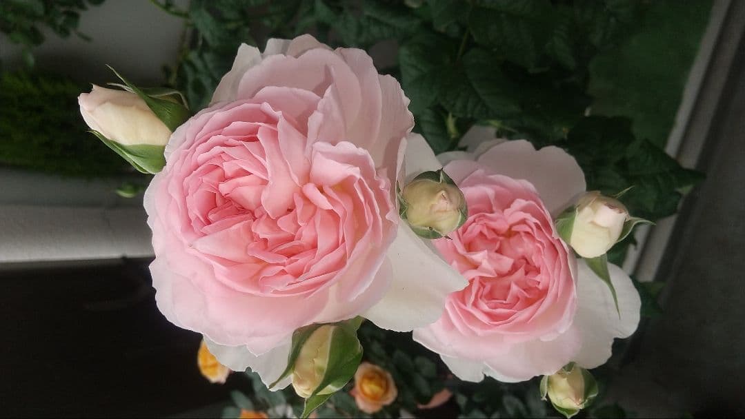 ★正規ラベル付き★　シャリファアスマ　国産接木大苗