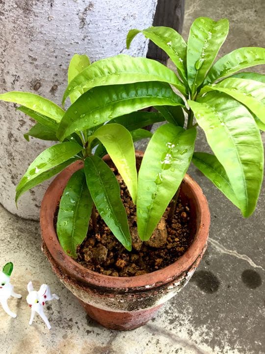 沖縄 宮古島産のカニステル 今年4月に種を植え6月に発芽/超元気いっぱい/2本