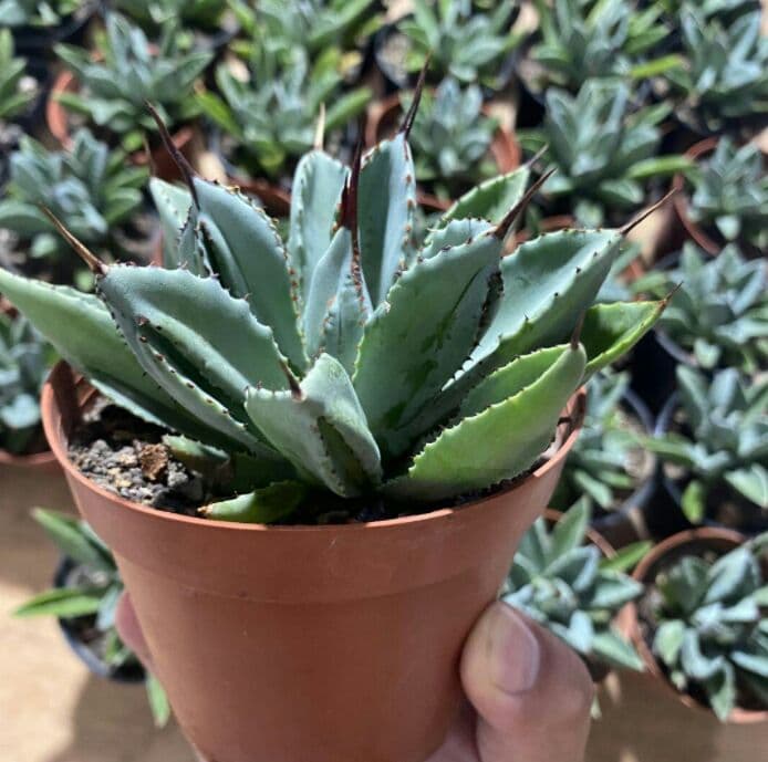 60株多肉植物 アガベ　ポタトラム　キュービック