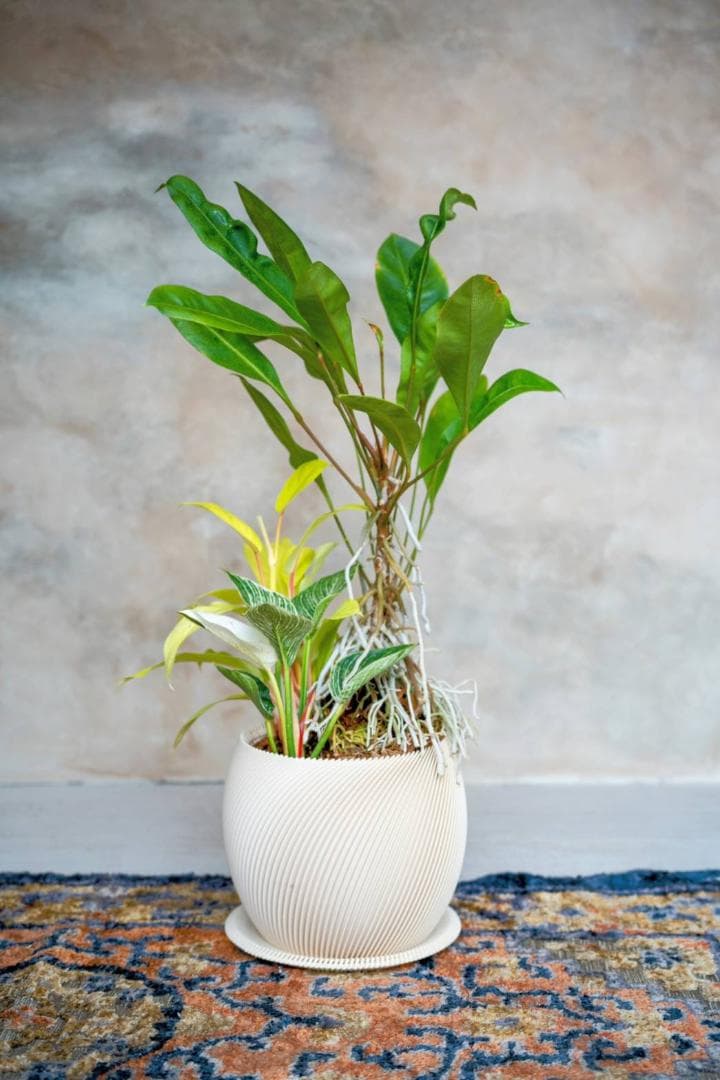 [鉢セット販売]アンスリウムグラシレ＋バーキン+マレービューティ (1点限り)