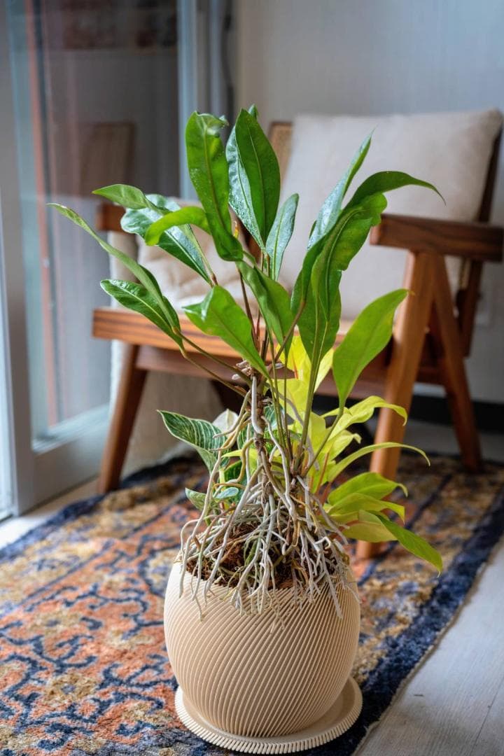 [鉢セット販売]アンスリウムグラシレ＋バーキン+マレービューティ (1点限り)