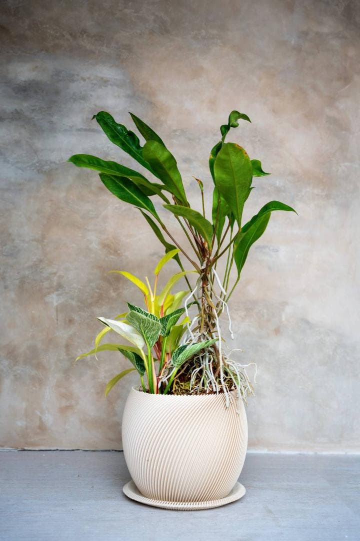 [鉢セット販売]アンスリウムグラシレ＋バーキン+マレービューティ (1点限り)