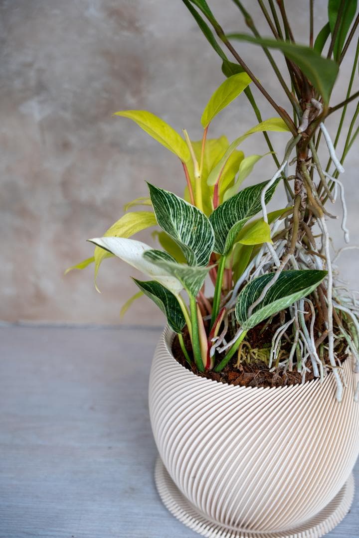 [鉢セット販売]アンスリウムグラシレ＋バーキン+マレービューティ (1点限り)