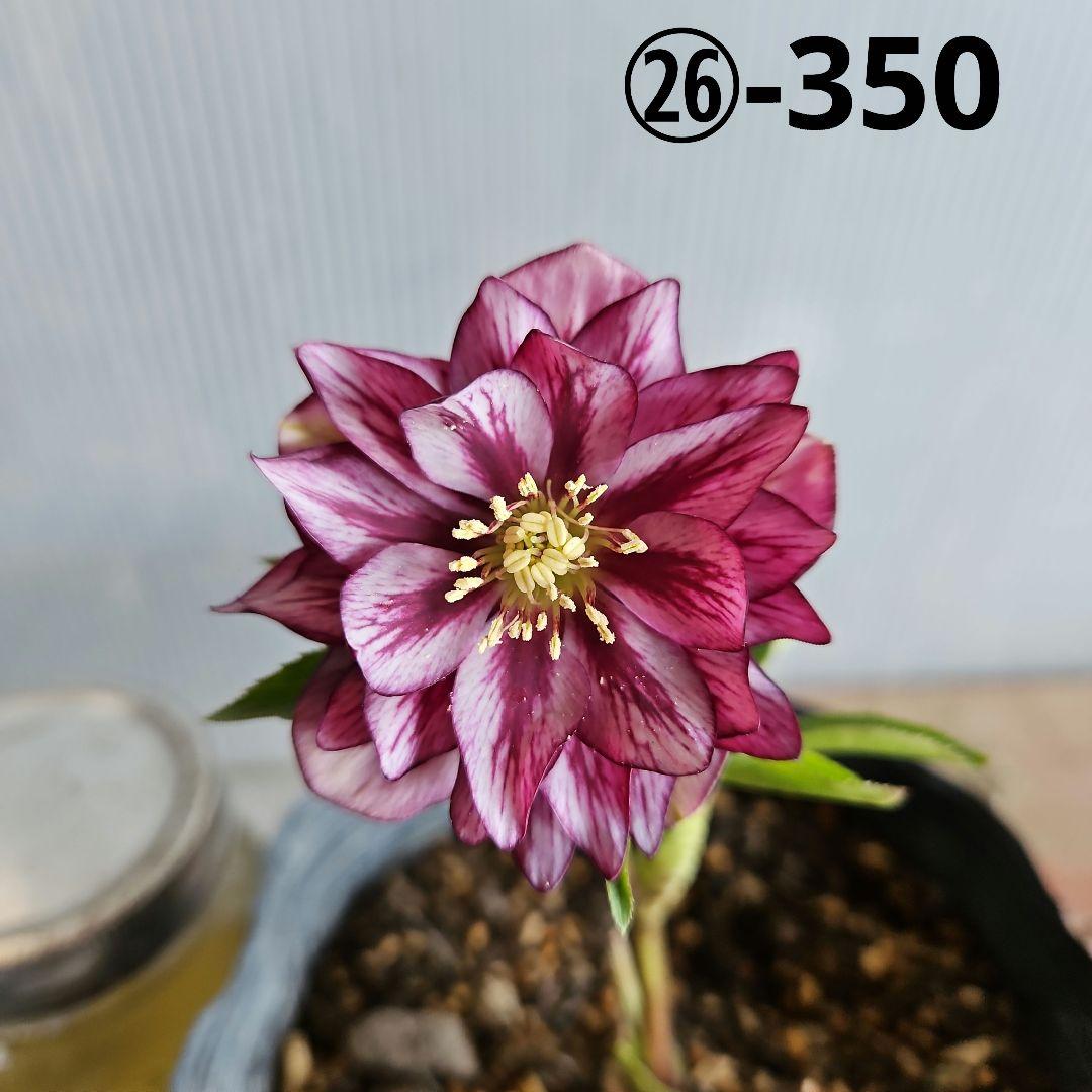 のぶさん様お取り置き苗㉖-350クリスマスローズ