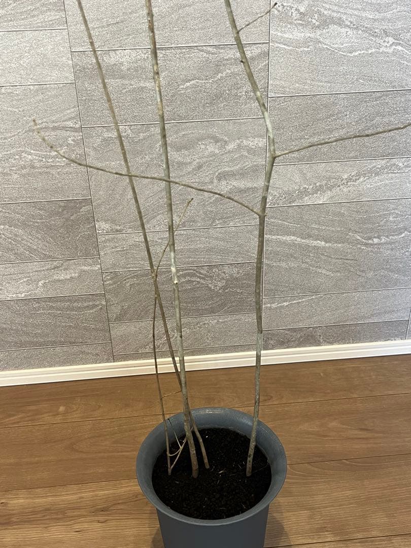 山採り天然　アオダモ　4本株立ち