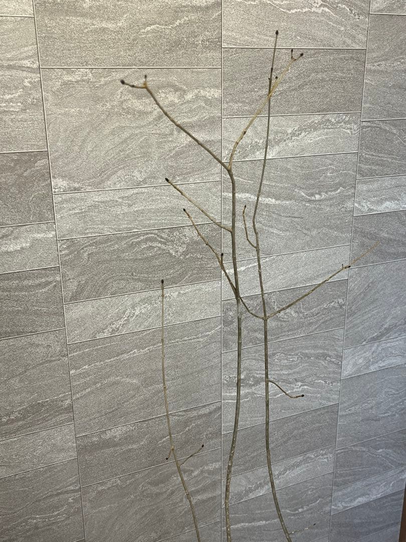 山採り天然　アオダモ　4本株立ち