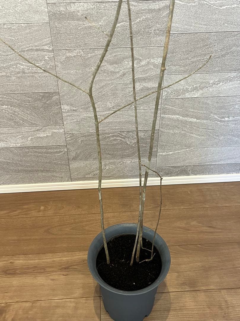 山採り天然　アオダモ　4本株立ち