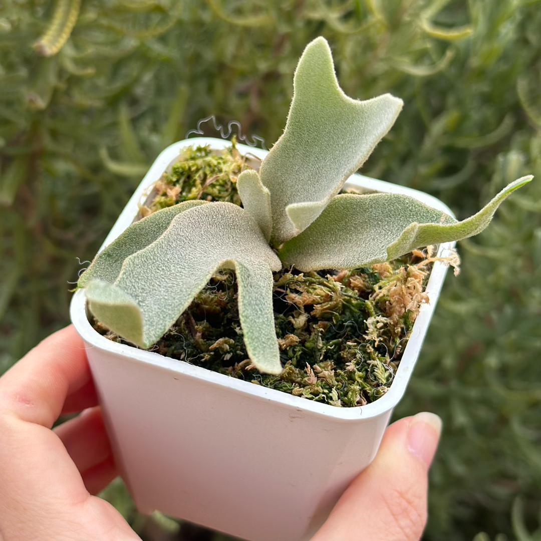 ビカクシダ P.Willinckii Tiara spore 05