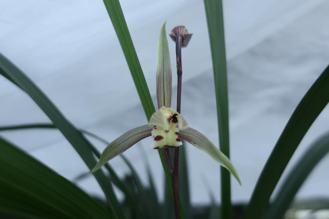 寒蘭-26022-2HL　51　大観望×力王