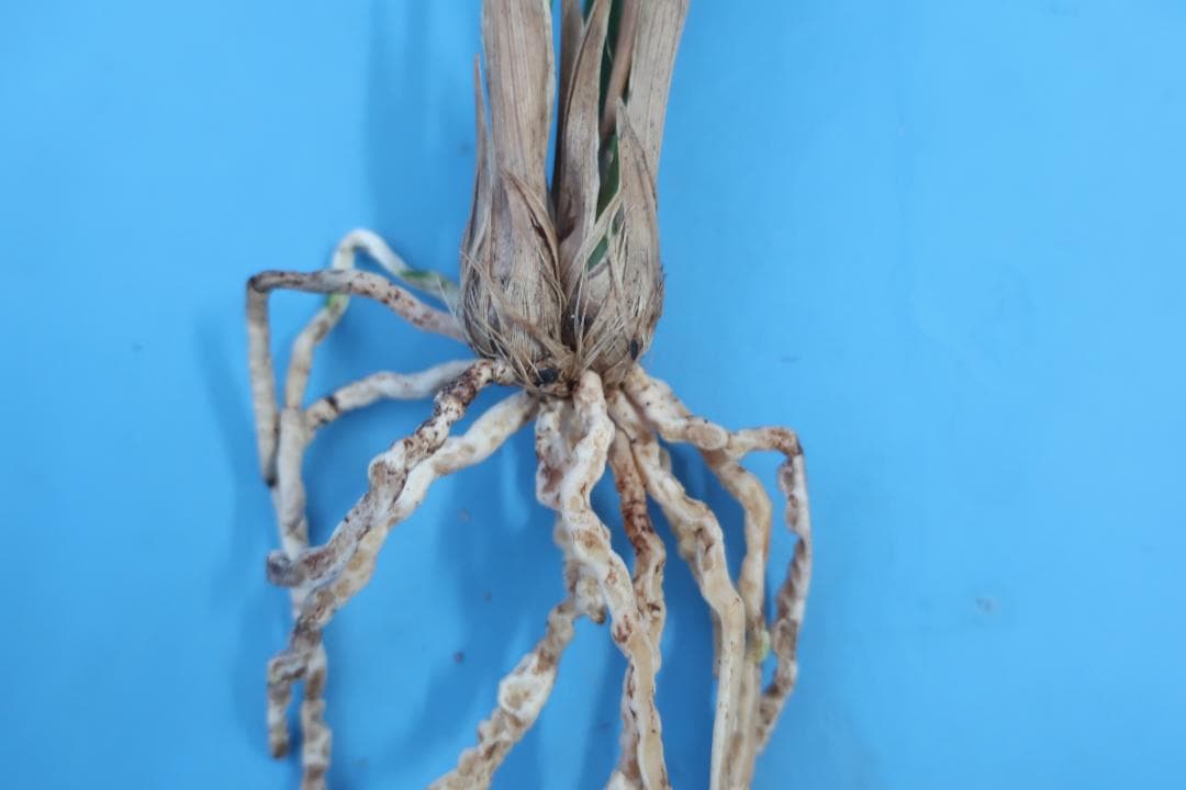 寒蘭-26022-2HL　51　大観望×力王