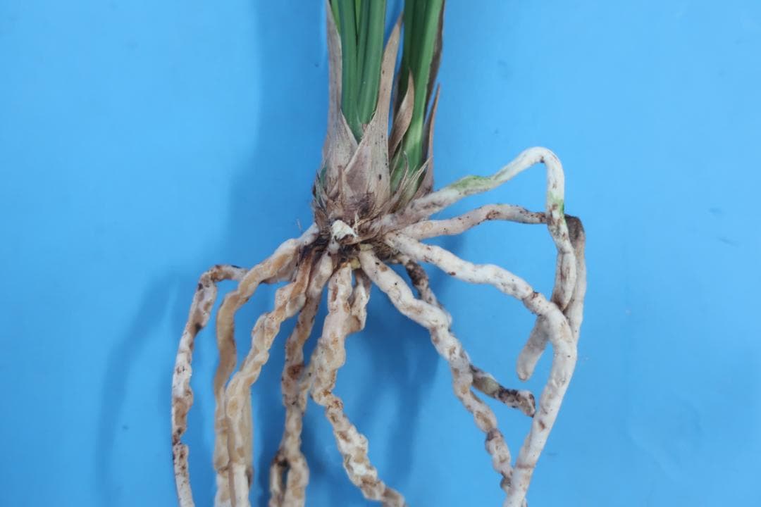 寒蘭-26022-2HL　51　大観望×力王