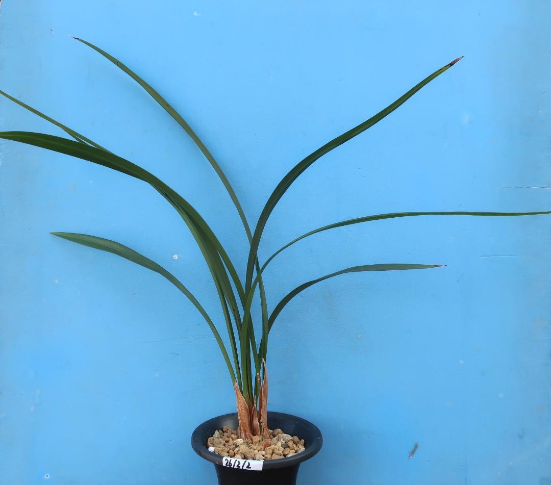 寒蘭-26022-2HL　51　大観望×力王