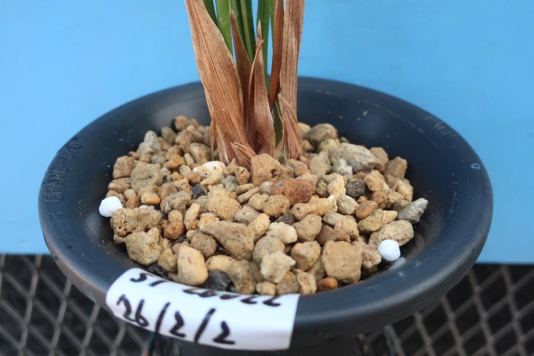 寒蘭-26022-2HL　51　大観望×力王