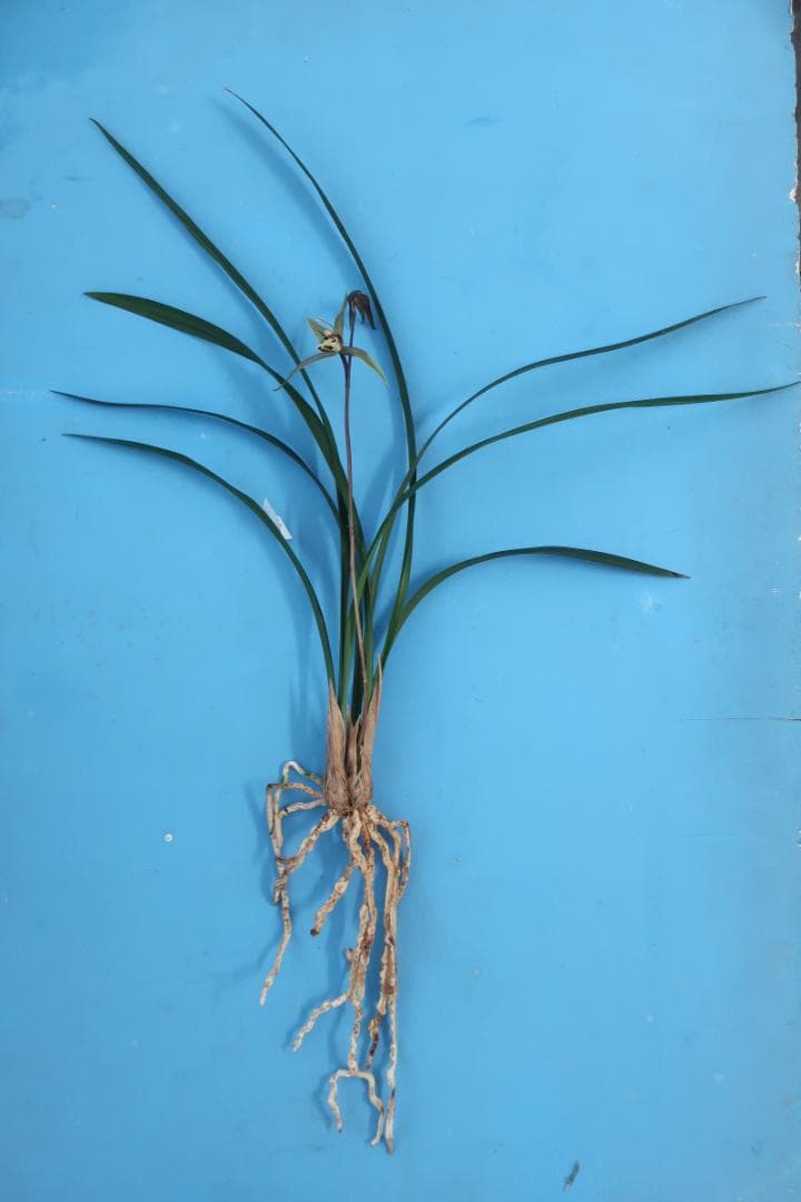 寒蘭-26022-2HL　51　大観望×力王