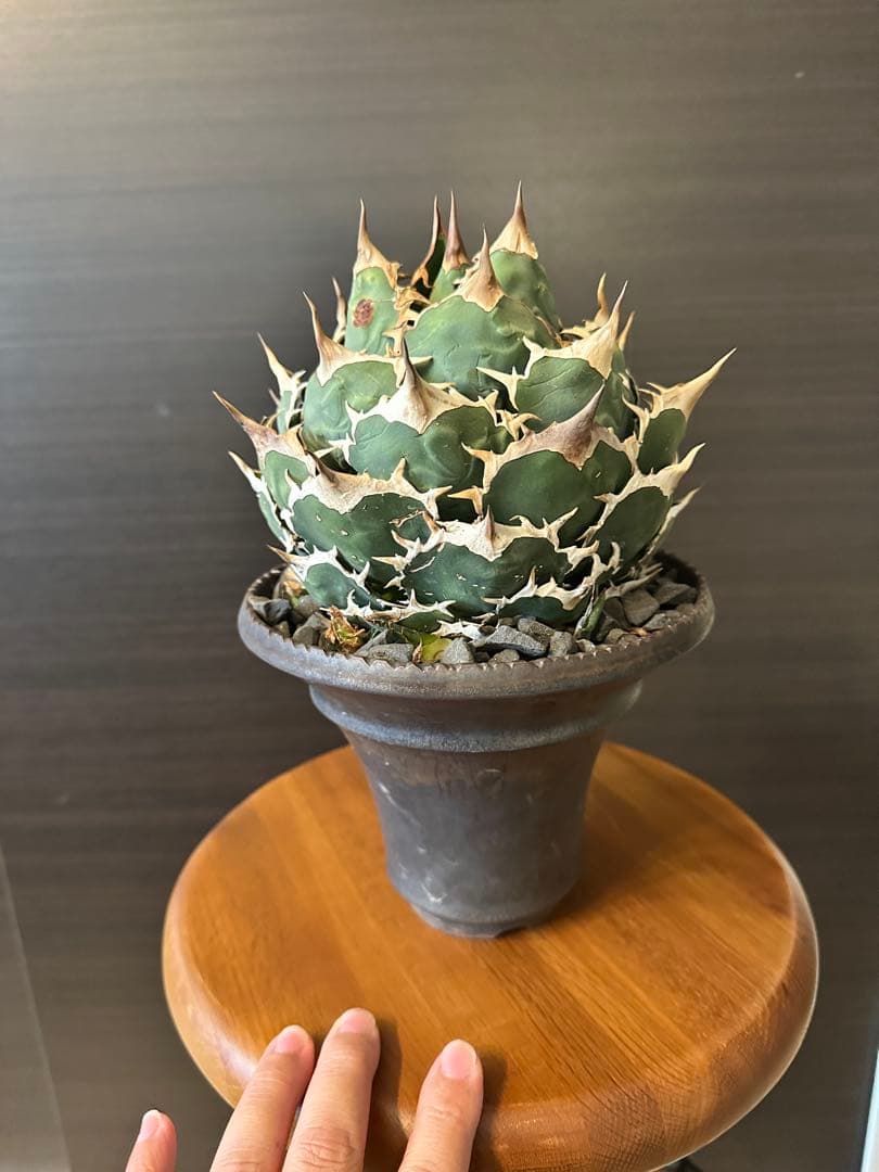 M*u様 アガベ チタノタ オテロイ