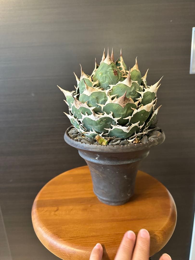 M*u様 アガベ チタノタ オテロイ