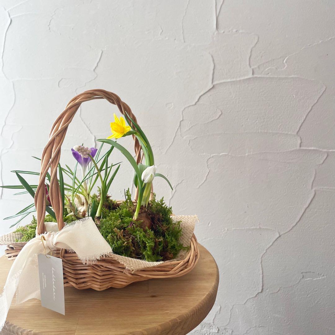 水耕栽培球根籠盛りセット