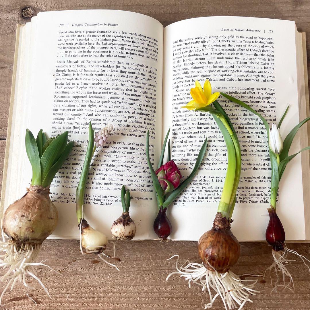 水耕栽培球根籠盛りセット