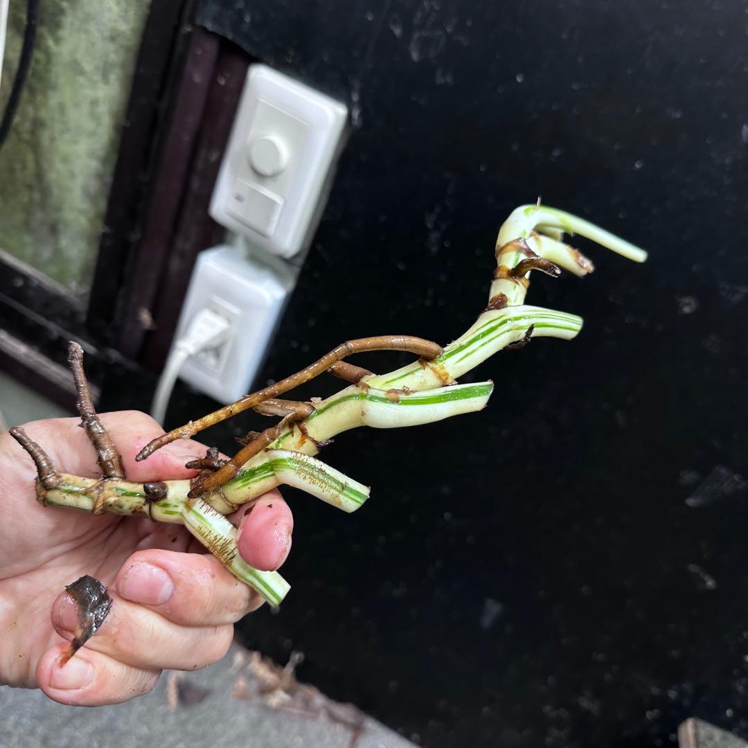 H*I様 斑入りモンステラホワイトタイガー茎8株おまとめ