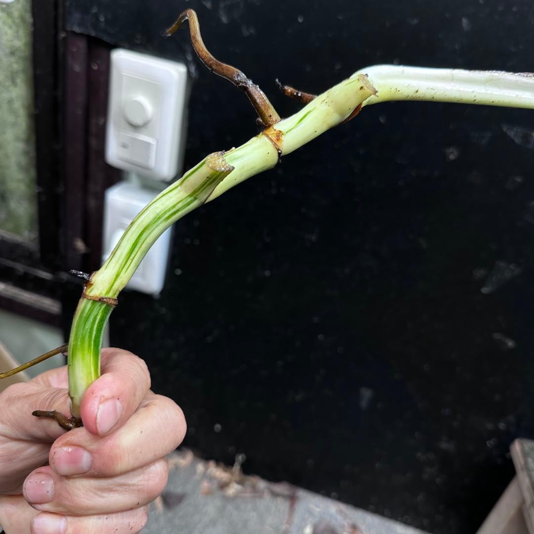 H*I様 斑入りモンステラホワイトタイガー茎8株おまとめ