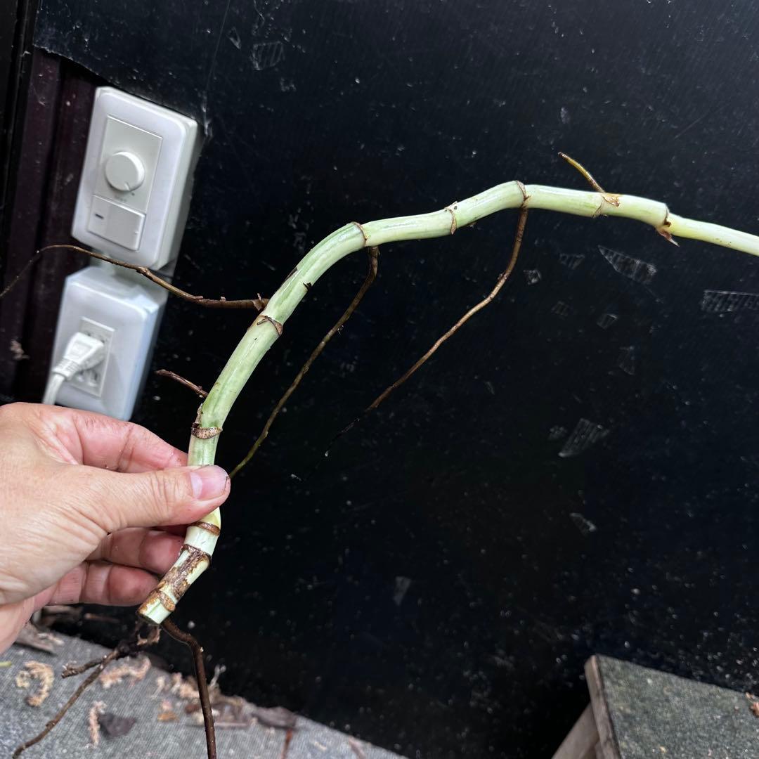 H*I様 斑入りモンステラホワイトタイガー茎8株おまとめ