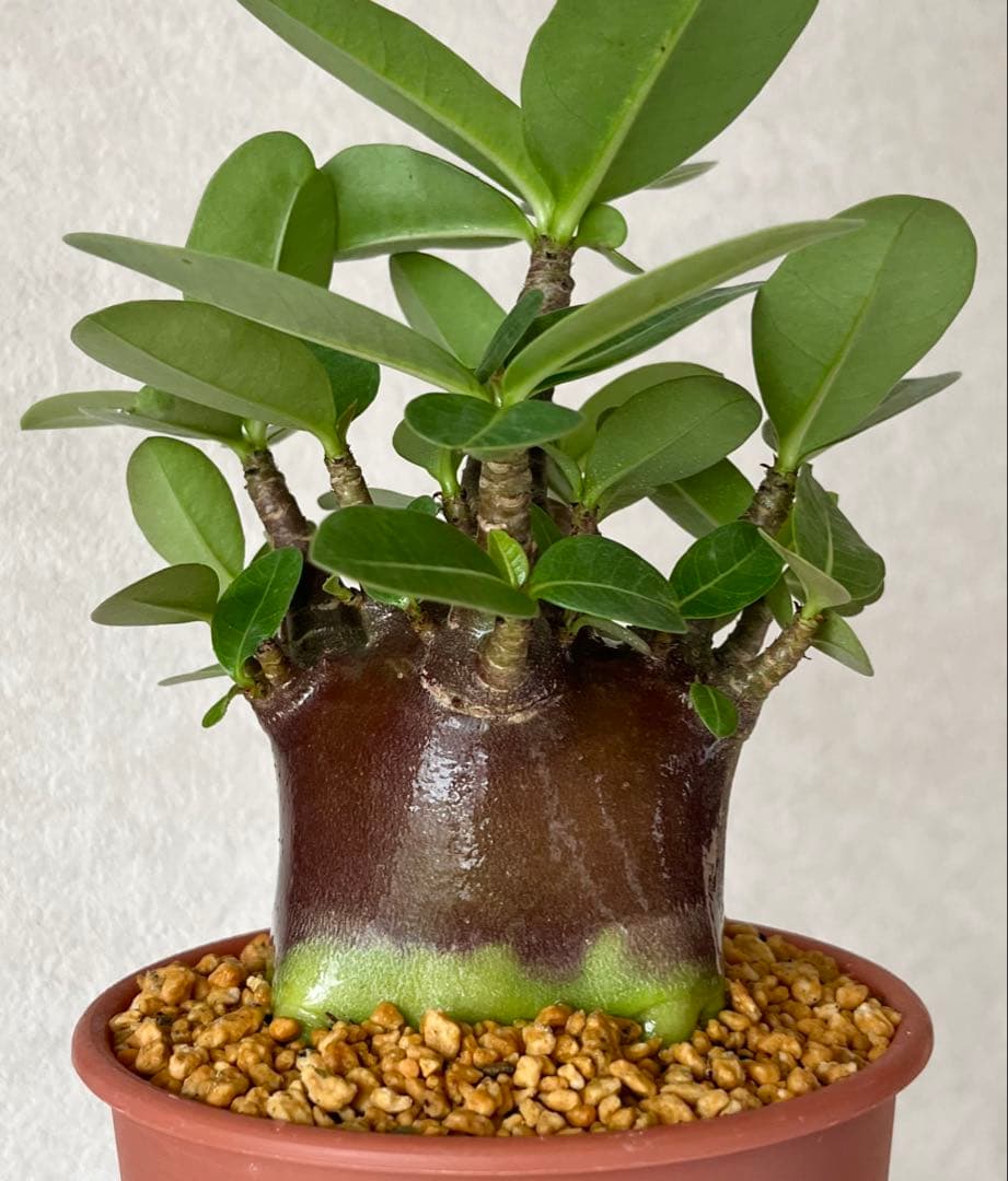 【激レア/ブラックスキン/ドワーフ 】アデニウム スーパーレッド A-7 鉢植え